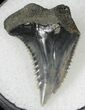 Hemipristis Shark Tooth Fossil - Virginia #20960-1